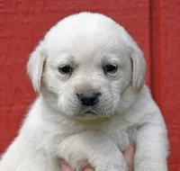 Yellow female 698, a female Labrador Retriever for sale in Columbia Station, OH – Photo 8 of 9