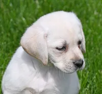 Yellow female 698, a female Labrador Retriever for sale in Columbia Station, OH – Photo 5 of 9