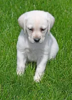 Yellow female 698, a female Labrador Retriever for sale in Columbia Station, OH – Photo 3 of 9