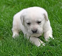 Yellow female 698, a female Labrador Retriever for sale in Columbia Station, OH – Photo 9 of 9