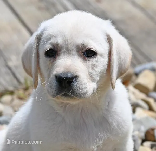 Yellow female 698 – Labrador Retriever puppy for sale in Columbia Station, OH