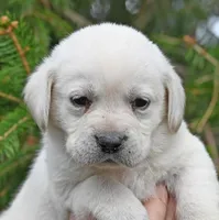 Yellow female 698, a female Labrador Retriever for sale in Columbia Station, OH – Photo 7 of 9