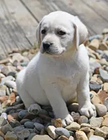 Yellow female 698, a female Labrador Retriever for sale in Columbia Station, OH – Photo 4 of 9