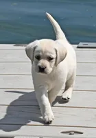 Yellow female 698, a female Labrador Retriever for sale in Columbia Station, OH – Photo 2 of 9