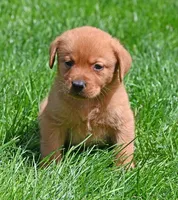 Fox Red male 373, a male Labrador Retriever for sale in Columbia Station, OH – Photo 4 of 10