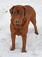 Fox Red male 373, a male Labrador Retriever for sale in Columbia Station, OH – Photo 10 of 10