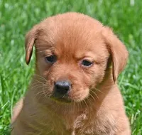 Fox Red male 373, a male Labrador Retriever for sale in Columbia Station, OH – Photo 2 of 10