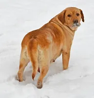 Fox Red male 373, a male Labrador Retriever for sale in Columbia Station, OH – Photo 8 of 10