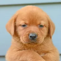 Fox Red male 373, a male Labrador Retriever for sale in Columbia Station, OH – Photo 5 of 10