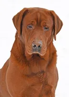 Fox Red male 373, a male Labrador Retriever for sale in Columbia Station, OH – Photo 9 of 10