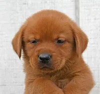 Fox Red male 373, a male Labrador Retriever for sale in Columbia Station, OH – Photo 6 of 10