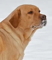 Fox Red male 373, a male Labrador Retriever for sale in Columbia Station, OH – Photo 7 of 10