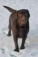 Chocolate Male, a male Labrador Retriever for sale in Columbia Station, OH – Photo 4 of 5