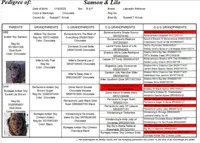 Chocolate Male, a male Labrador Retriever for sale in Columbia Station, OH – Photo 5 of 5