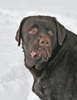 Chocolate Male, a male Labrador Retriever for sale in Columbia Station, OH – Photo 3 of 5