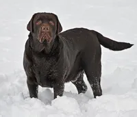 Chocolate Male, a male Labrador Retriever for sale in Columbia Station, OH – Photo 2 of 5