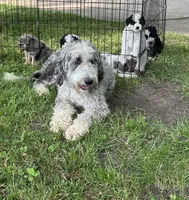 Violet, a female Bernedoodle for sale in Clare, MI – 2 of 2