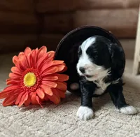 Dominoe, a male Miniature Bernedoodle for sale in Clare, MI – 2 of 3
