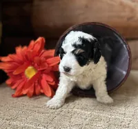 Tillie, a female Miniature Bernedoodle for sale in Clare, MI – 3 of 3