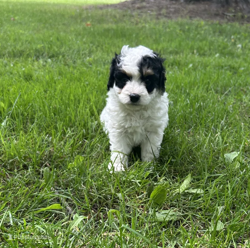 Tillie – Miniature Bernedoodle puppy for sale in Clare, MI
