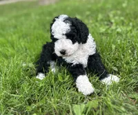 Misty, a female Miniature Bernedoodle for sale in Clare, MI – 4 of 6