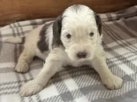 Violet, a female Miniature Bernedoodle for sale in Clare, MI – 3 of 3