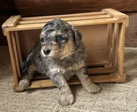 Gem, a female Miniature Bernedoodle for sale in Clare, MI – 2 of 3