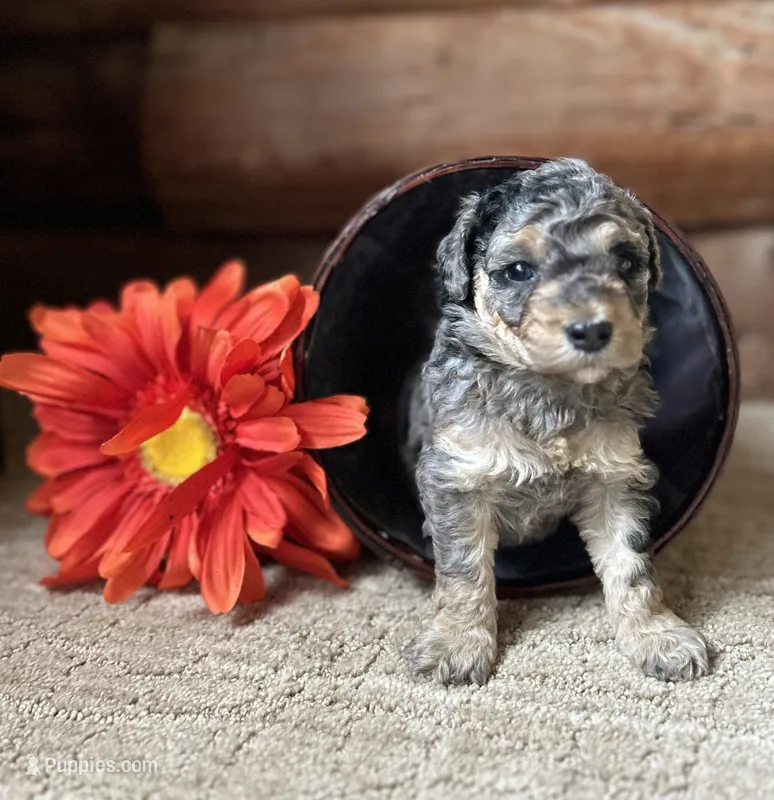 Gem – Miniature Bernedoodle puppy for sale in Clare, MI