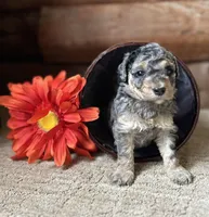 Gem, a female Miniature Bernedoodle for sale in Clare, MI – 1 of 3