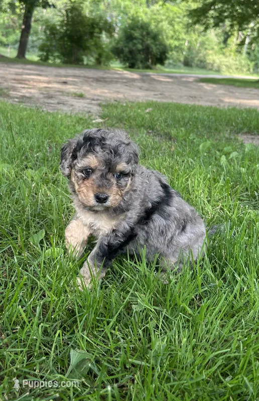 Gem – Miniature Bernedoodle puppy for sale in Clare, MI