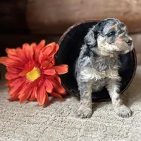 Gem, a female Miniature Bernedoodle for sale in Clare, MI – 3 of 3