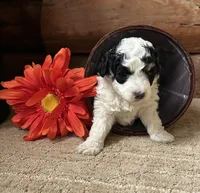 Tillie, a female Miniature Bernedoodle for sale in Clare, MI – 1 of 3