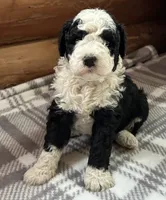 Misty, a female Miniature Bernedoodle for sale in Clare, MI – 2 of 4
