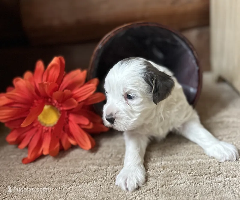 Violet – Miniature Bernedoodle puppy for sale in Clare, MI