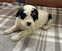 Tillie, a female Miniature Bernedoodle for sale in Clare, MI – 2 of 3
