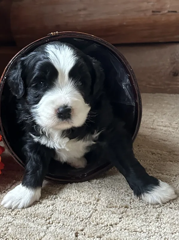 Dominoe – Miniature Bernedoodle puppy for sale in Clare, MI