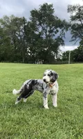 Violet |King, a female Bernedoodle for sale in Clare, MI – Photo 2 of 3