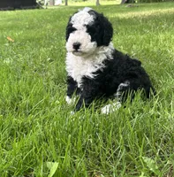Misty, a female Miniature Bernedoodle for sale in Clare, MI – 3 of 6