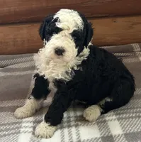 Misty, a female Miniature Bernedoodle for sale in Clare, MI – 3 of 4