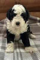 Misty, a female Miniature Bernedoodle for sale in Clare, MI – 4 of 4