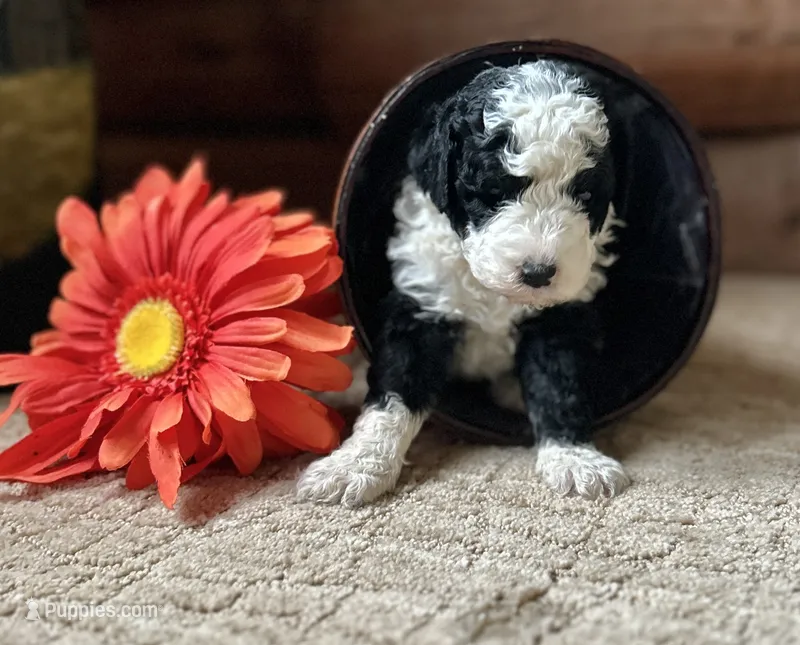 Misty – Miniature Bernedoodle puppy for sale in Clare, MI