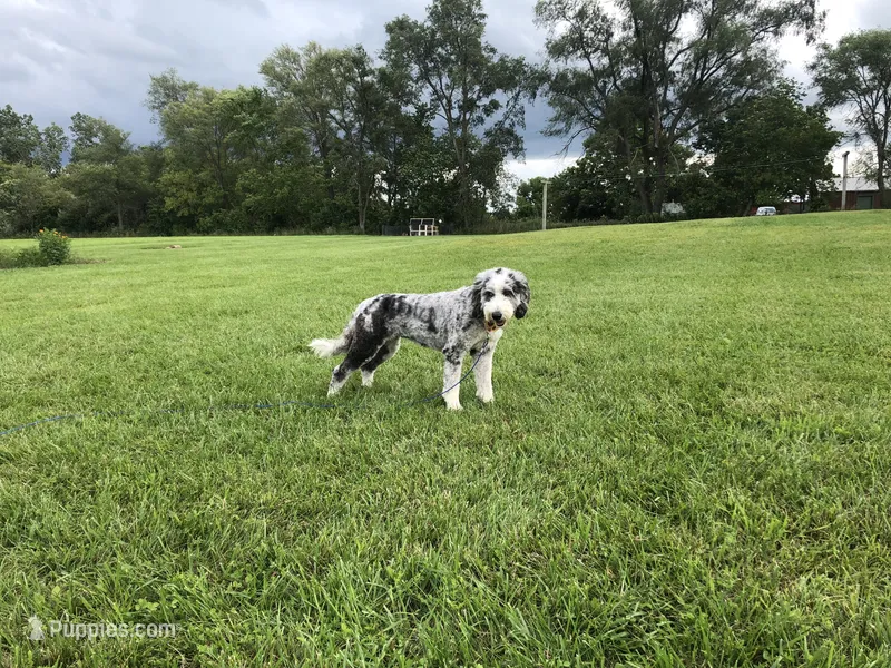 Violet, a female Bernedoodle for sale in Clare, MI – 1 of 2