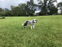 Violet, a female Bernedoodle for sale in Clare, MI – 1 of 2