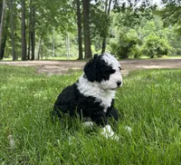 Misty, a female Miniature Bernedoodle for sale in Clare, MI – 5 of 6