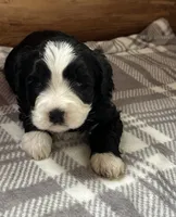 Dominoe, a male Miniature Bernedoodle for sale in Clare, MI – 3 of 3
