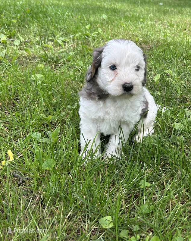 Violet – Miniature Bernedoodle puppy for sale in Clare, MI