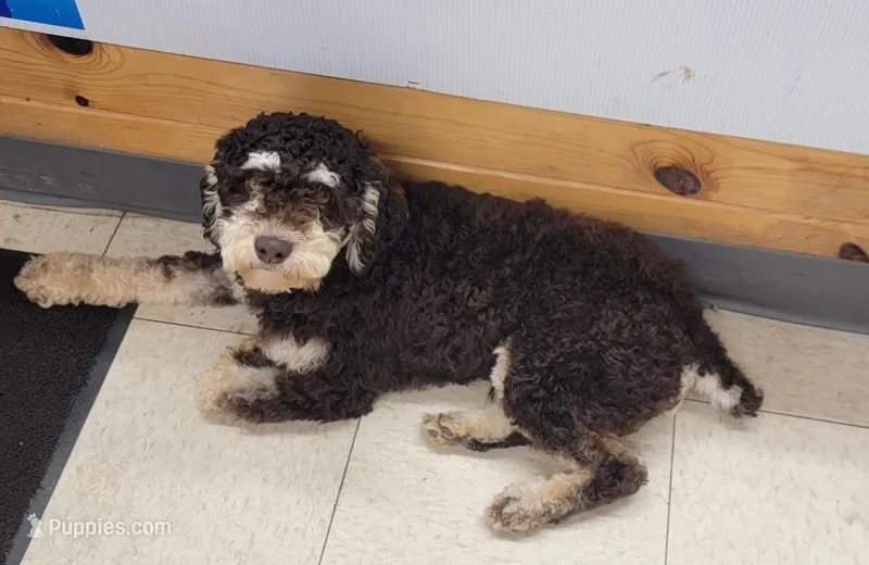 King – Poodle - Miniature  puppy for sale in Clare, MI
