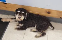 King, a male Poodle - Miniature  for sale in Clare, MI – 1 of 1