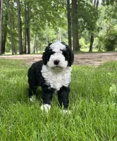 Misty, a female Miniature Bernedoodle for sale in Clare, MI – 2 of 6