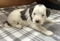 Violet, a female Miniature Bernedoodle for sale in Clare, MI – 2 of 3
